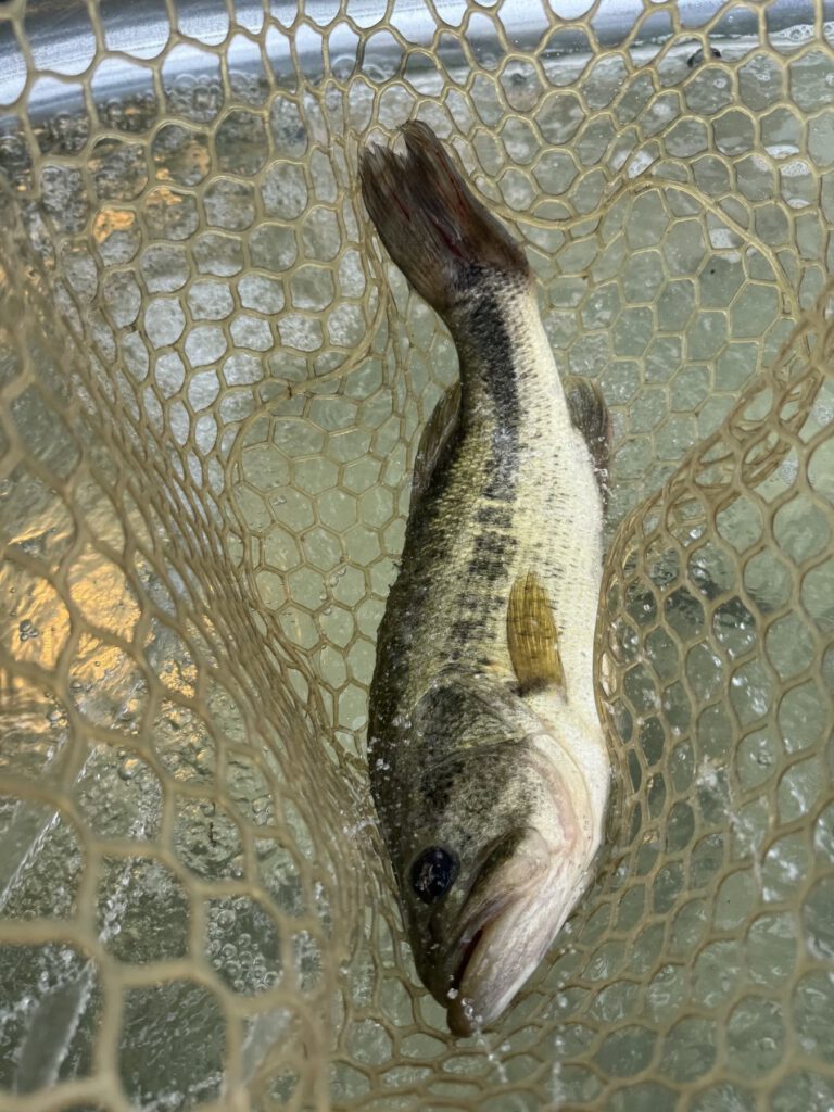 Bass resting in a rubber fishing net before release